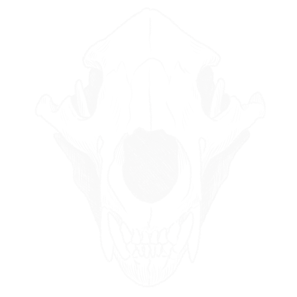 Skull_Normal