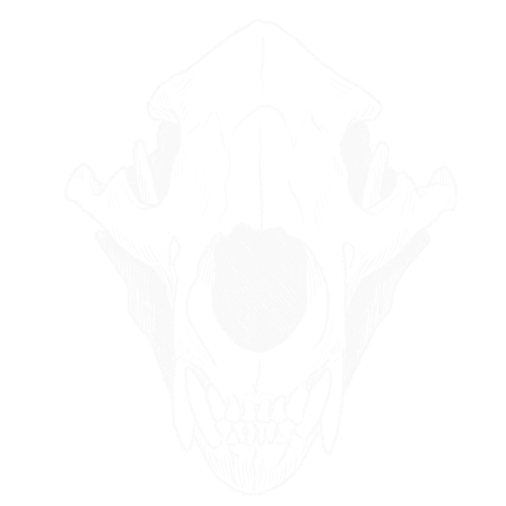 Skull_Shot