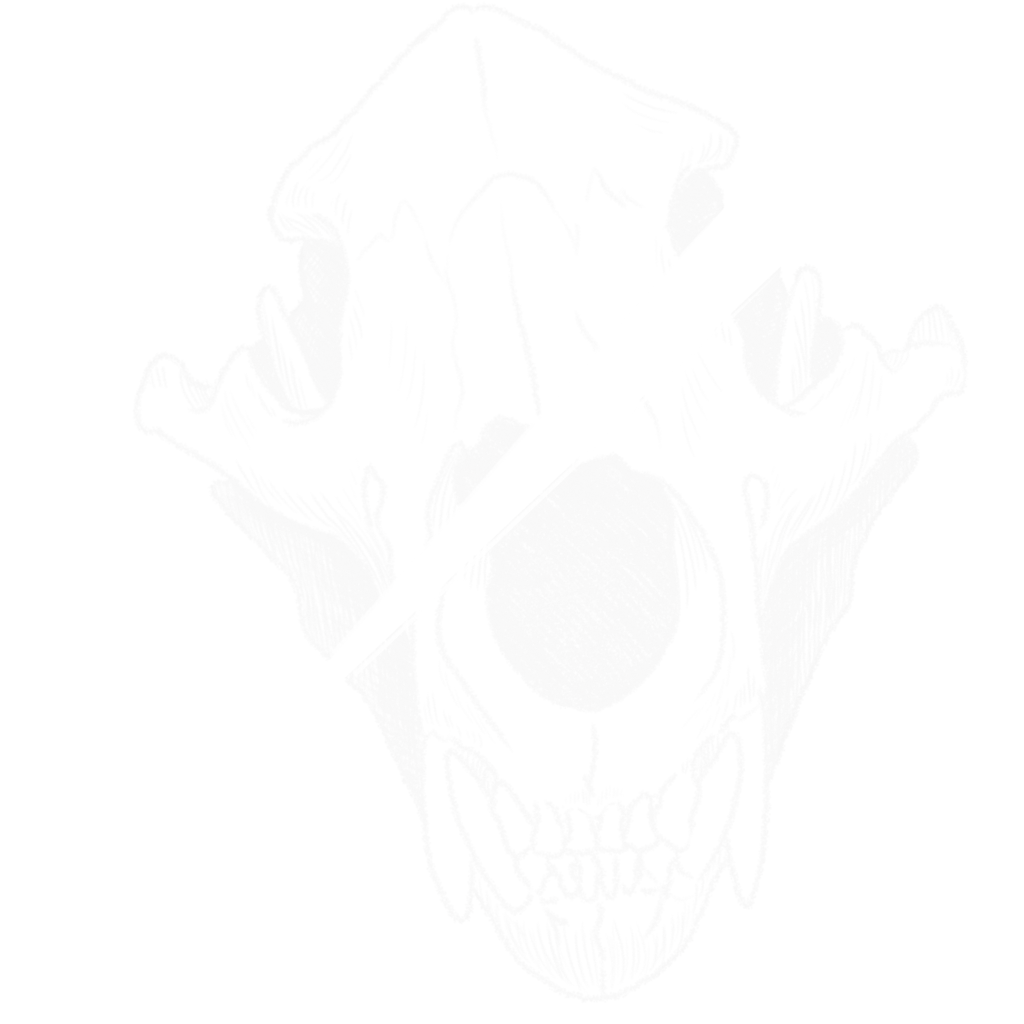 Skull_Slice